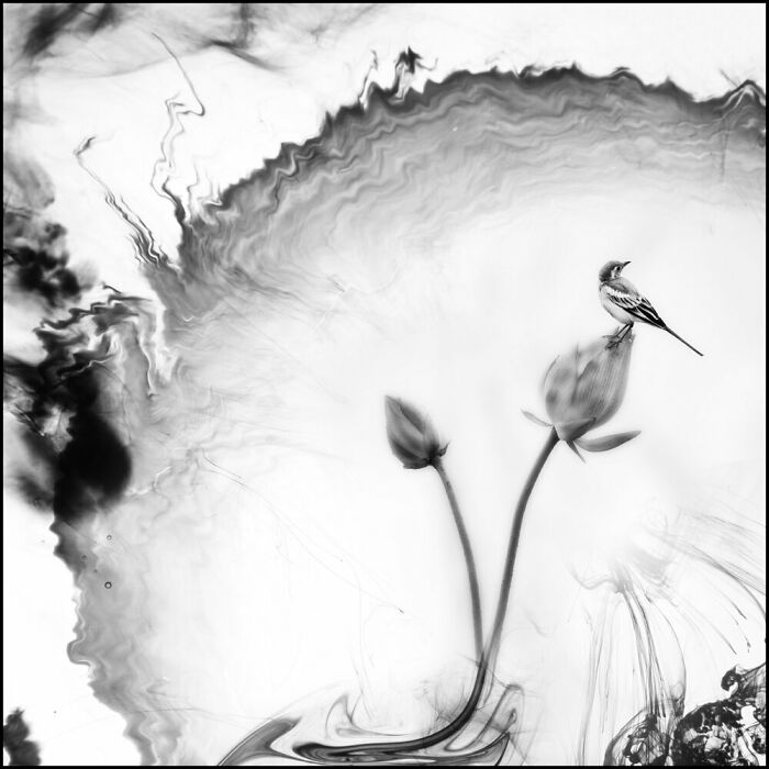 Highly Commended: 'Lotus Of Life' By Min Ying