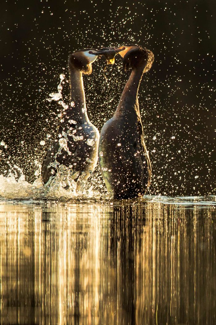 'Great Crested Grebe Courtship', By Andy Rouse, 2016