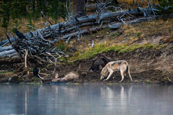 Photographer Captures A Once In A Lifetime Moment Of A Grizzly And Wolf Encounter