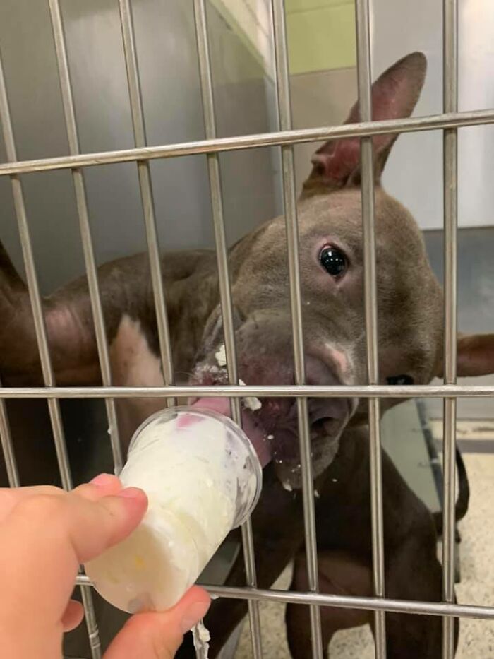 Louisiana Woman Shares Pics And Videos Of Her Feeding Shelter Dogs ‘Puppuccinos’ To Brighten Their Day Louisiana Woman Shares Pics And Videos Of Her Feeding Shelter Dogs ‘Puppuccinos’ To Brighten Their Day