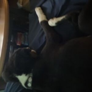 kimberlycline avatar