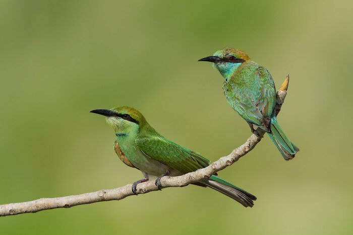 Young Bird Photographer Of The Year: Third Place, 'Asian Green Bee-Eater Pair' By Deeksha Diya Sambath