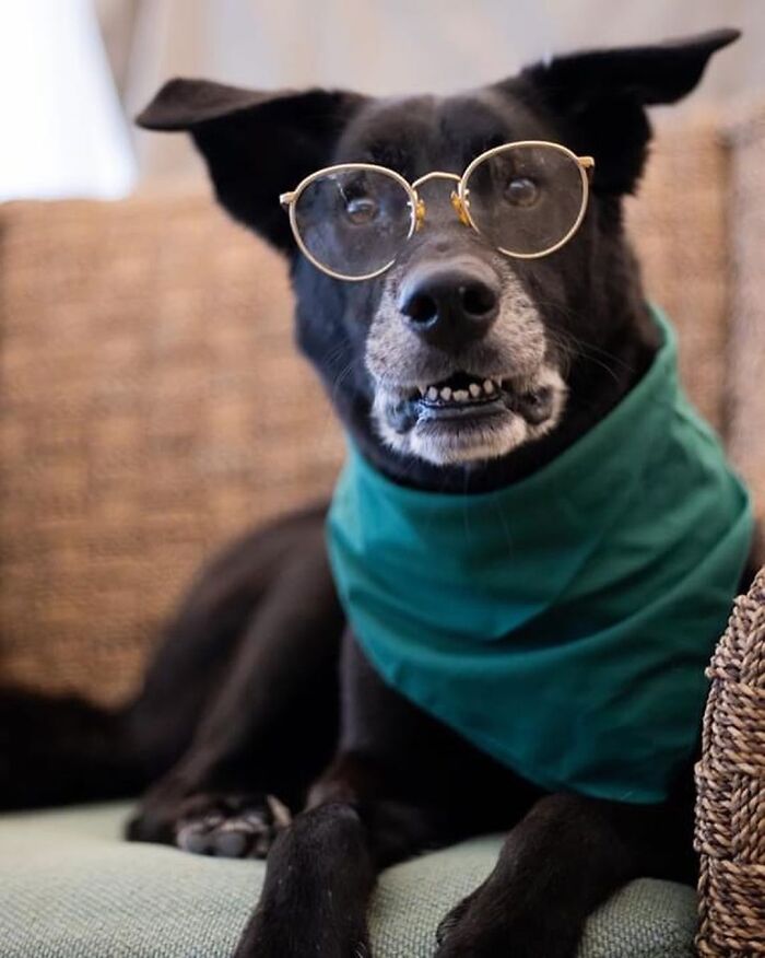 This Shelter Dressed Up Elderly Cats And Dogs As If They Were Senior Citizens For An Adoption Photoshoot (37 Pics) This Shelter Dressed Up Elderly Cats And Dogs As If They Were Senior Citizens For An Adoption Photoshoot (37 Pics)