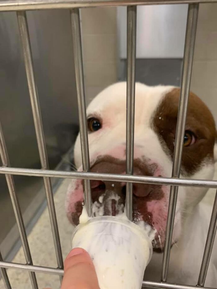 Louisiana Woman Shares Pics And Videos Of Her Feeding Shelter Dogs ‘Puppuccinos’ To Brighten Their Day Louisiana Woman Shares Pics And Videos Of Her Feeding Shelter Dogs ‘Puppuccinos’ To Brighten Their Day