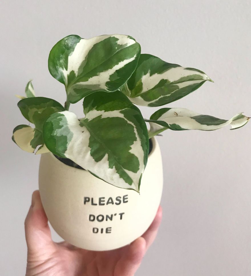 If Plants Could Talk, This Is What They'd Say...