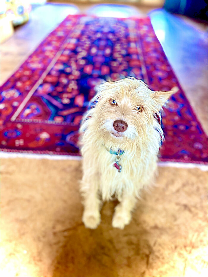 When Its Cold Outside, And They Are Taking A Nap Or Waiting To Be Let In, Some Times We Find All Three Cuddled Up!! (Like This ((( )its Soo Cute, But We Only See It For A Second Before They Notice Us And Get Up To Be Let In!! Also, The Smallest Will Always Perk Up Her Ears And Act Like She Is Listening To You!! Mine, The Middle Dog, Will Put Her Head In My Lap When She Wants Attention, But Acts Like A Cat Sometimes Too. My Dad's, She Is A Very Loving, Patient Dog, And Will Let You Lay Your Head On Her Stomach To Read, Or Just Cuddle Up Really Close!! I Love All 3 To Death!! (Here's Mine The Middle Child!!)