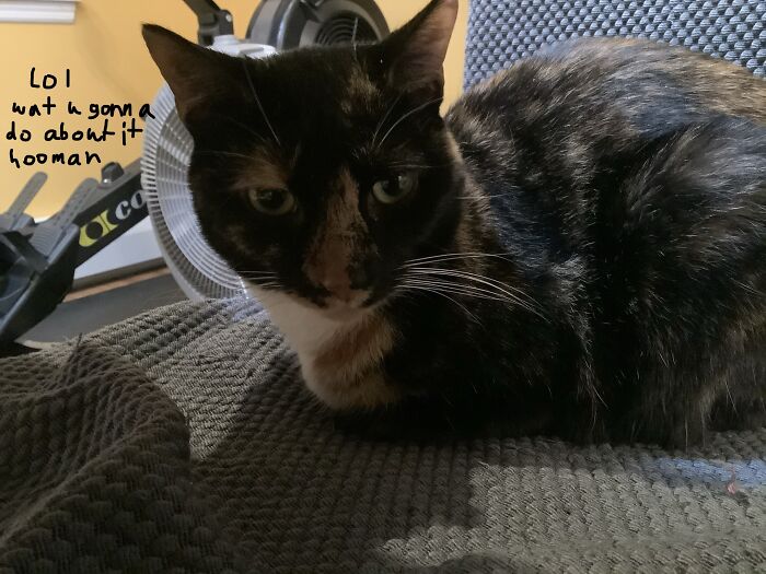 My Cat Likes To Fart