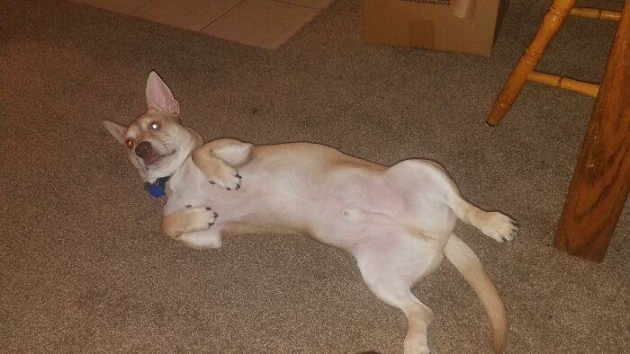 I Will Be Watching TV In The Living Room And Then Randomly I See Aj Walking With A Water Bottle In His Mouth To Take To My Wife In The Office. It Is The Strangest Thing To See After Just Waking Up...