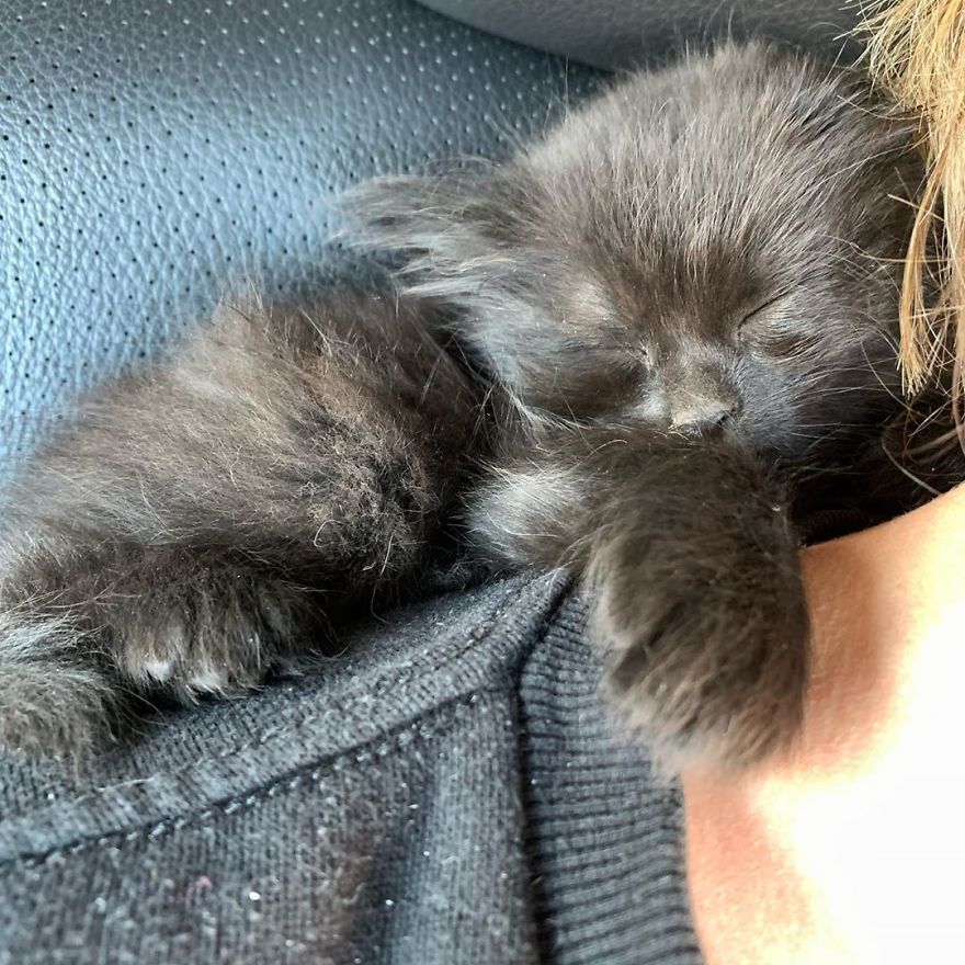 Kitten Found On Busy Road Curled Up On Her Rescuer's Shoulder On The Drive Home Kitten Found On Busy Road Curled Up On Her Rescuer's Shoulder On The Drive Home