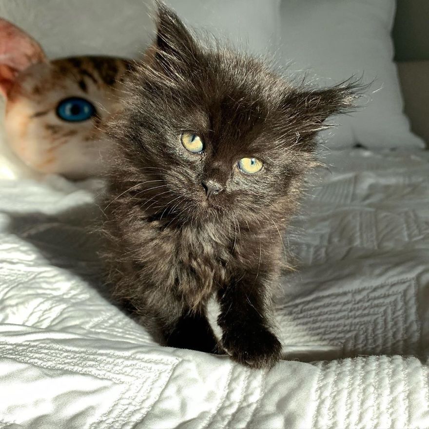 Kitten Found On Busy Road Curled Up On Her Rescuer's Shoulder On The Drive Home Kitten Found On Busy Road Curled Up On Her Rescuer's Shoulder On The Drive Home