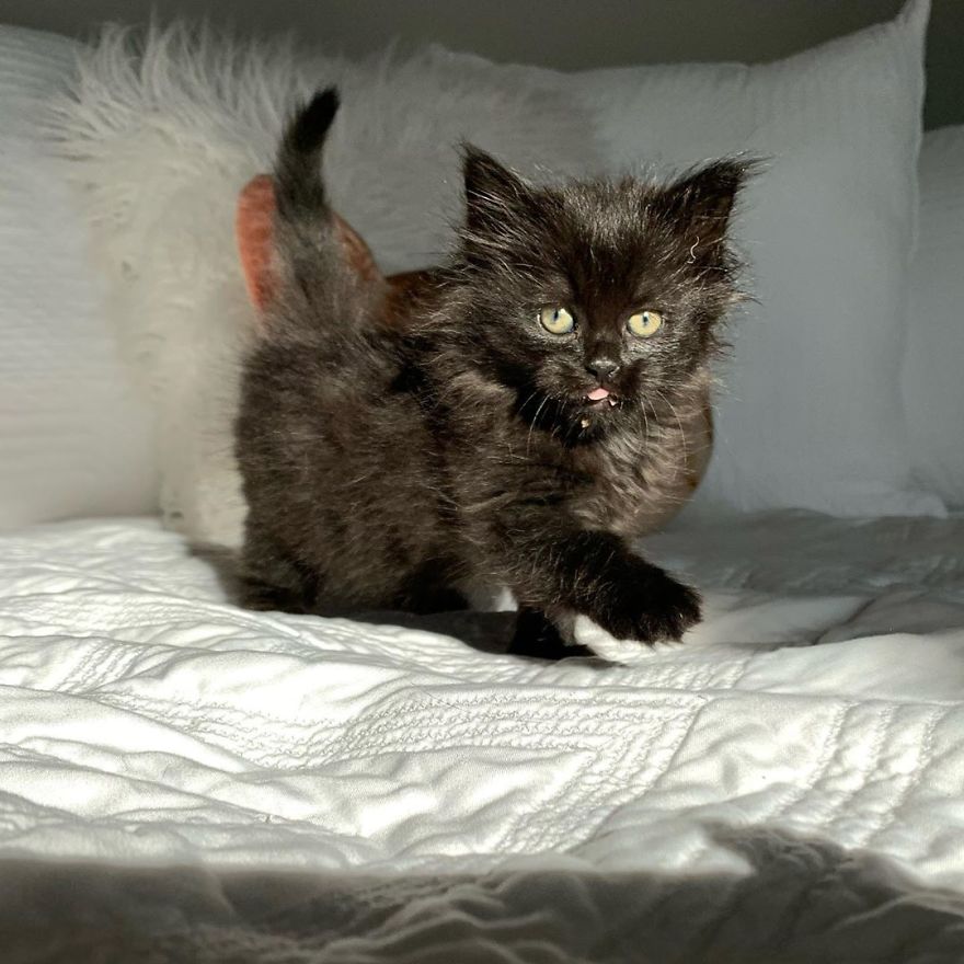 Kitten Found On Busy Road Curled Up On Her Rescuer's Shoulder On The Drive Home Kitten Found On Busy Road Curled Up On Her Rescuer's Shoulder On The Drive Home