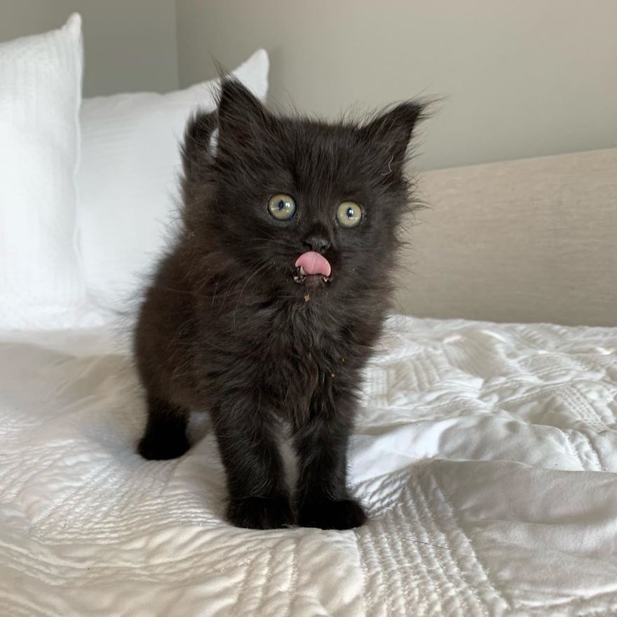 Kitten Found On Busy Road Curled Up On Her Rescuer's Shoulder On The Drive Home