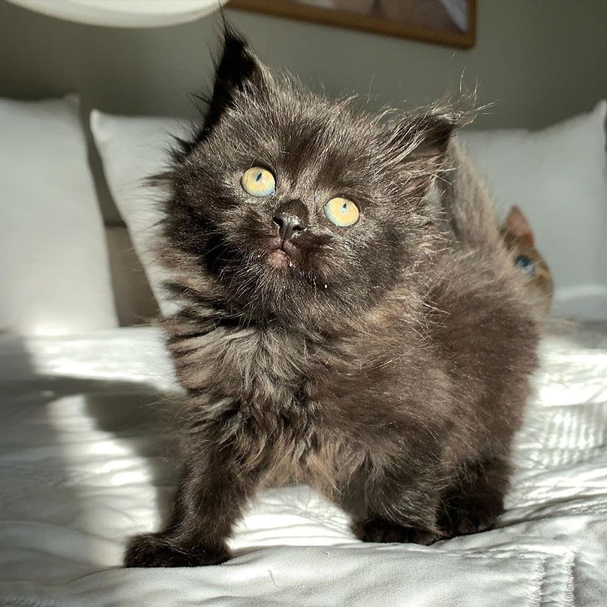 Kitten Found On Busy Road Curled Up On Her Rescuer's Shoulder On The Drive Home