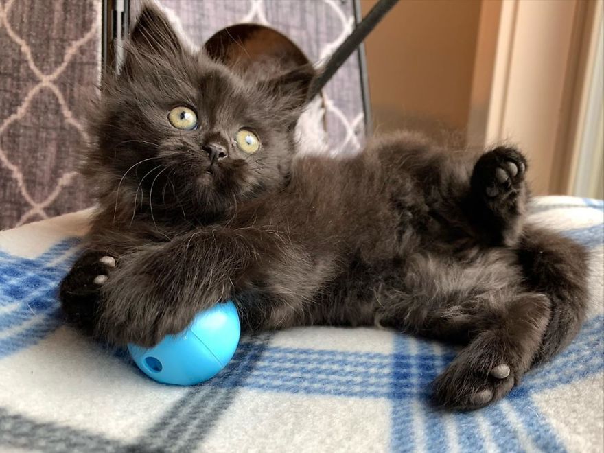 Kitten Found On Busy Road Curled Up On Her Rescuer's Shoulder On The Drive Home