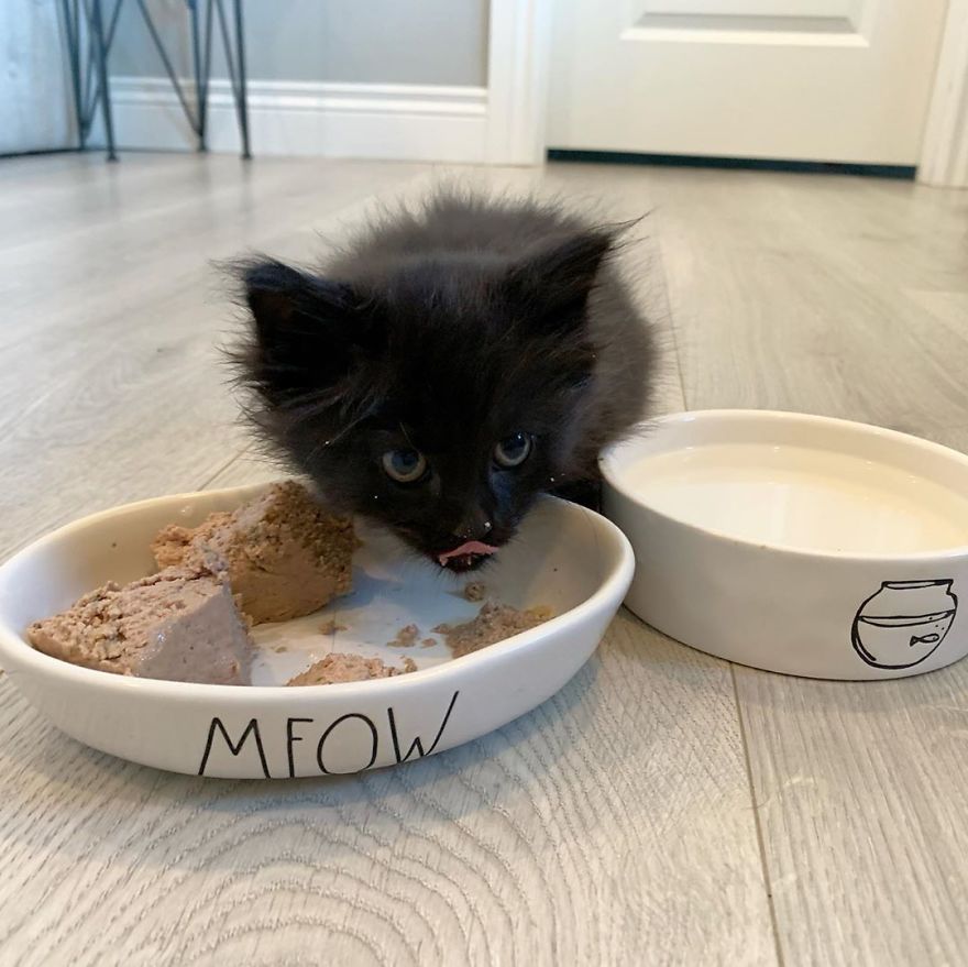 Kitten Found On Busy Road Curled Up On Her Rescuer's Shoulder On The Drive Home