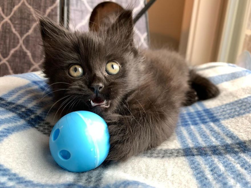 Kitten Found On Busy Road Curled Up On Her Rescuer's Shoulder On The Drive Home