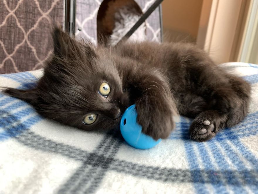 Kitten Found On Busy Road Curled Up On Her Rescuer's Shoulder On The Drive Home Kitten Found On Busy Road Curled Up On Her Rescuer's Shoulder On The Drive Home
