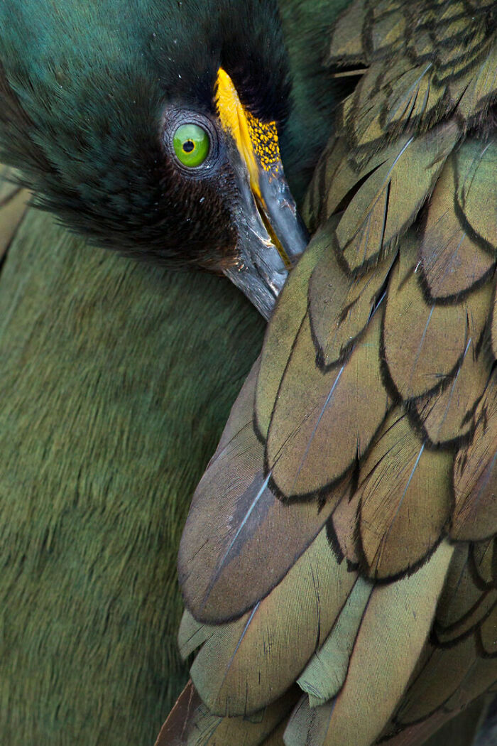 Highly Commended: 'Green Beauty' By Andy Rouse