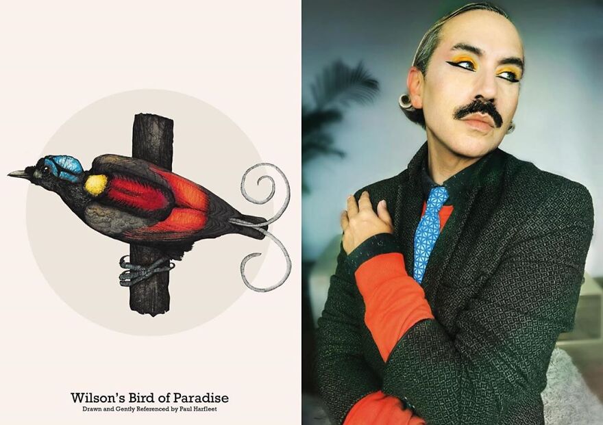 Wilson's Bird Of Paradise