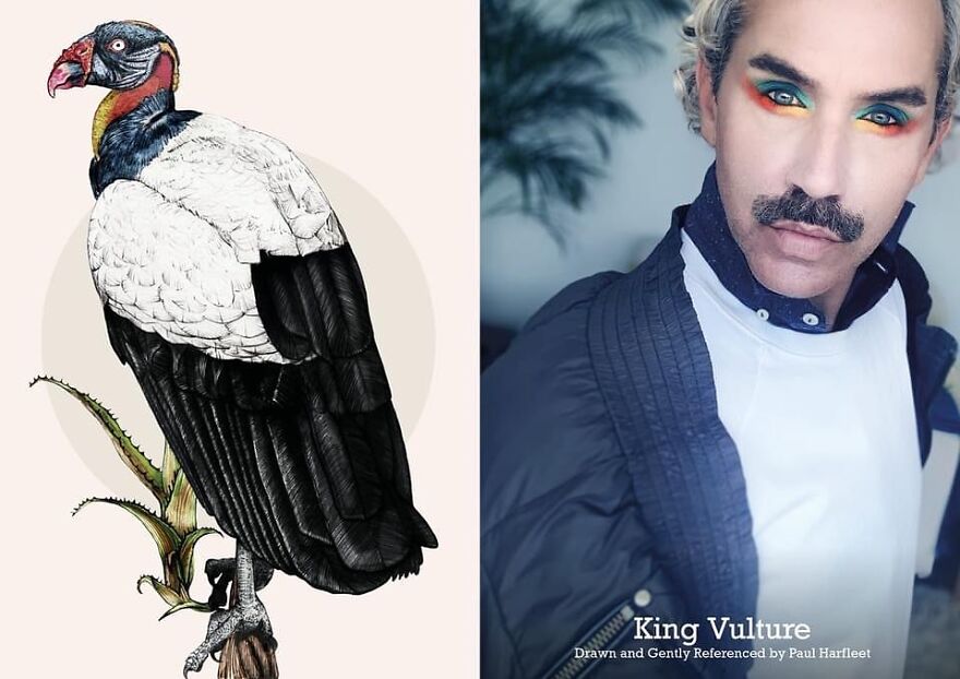 King Vulture