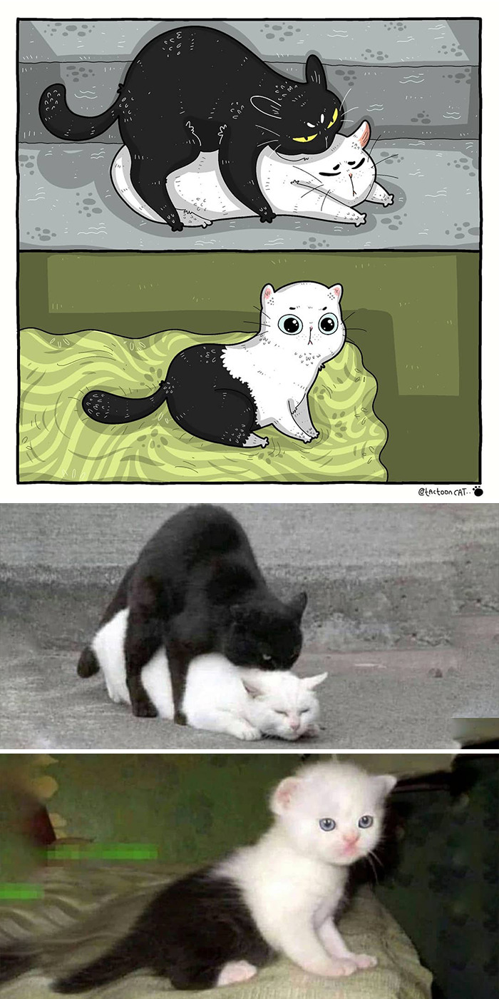 Artist Is Bringing Forgotten Memes Of Cats In The Form Of Cartoons And This Is So Purrfect