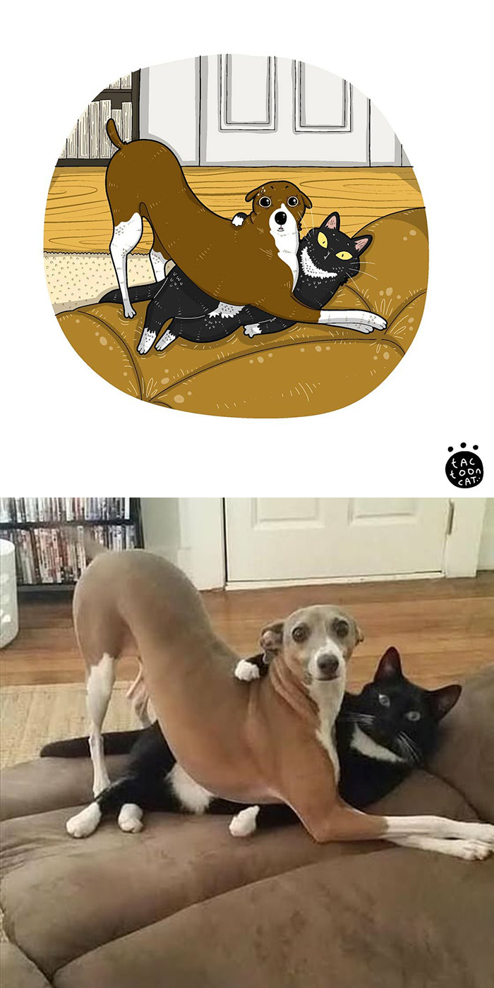 Artist Is Bringing Forgotten Memes Of Cats In The Form Of Cartoons And This Is So Purrfect