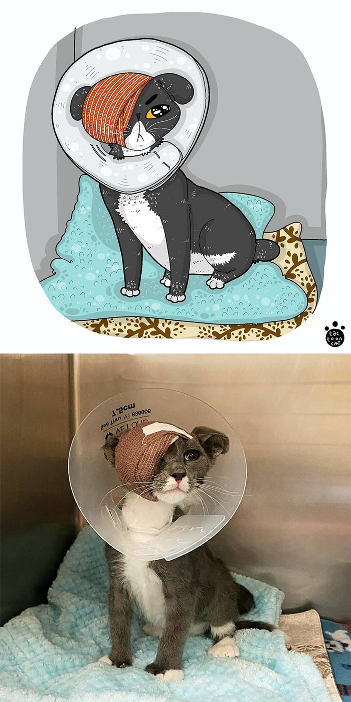Artist Is Bringing Forgotten Memes Of Cats In The Form Of Cartoons And This Is So Purrfect