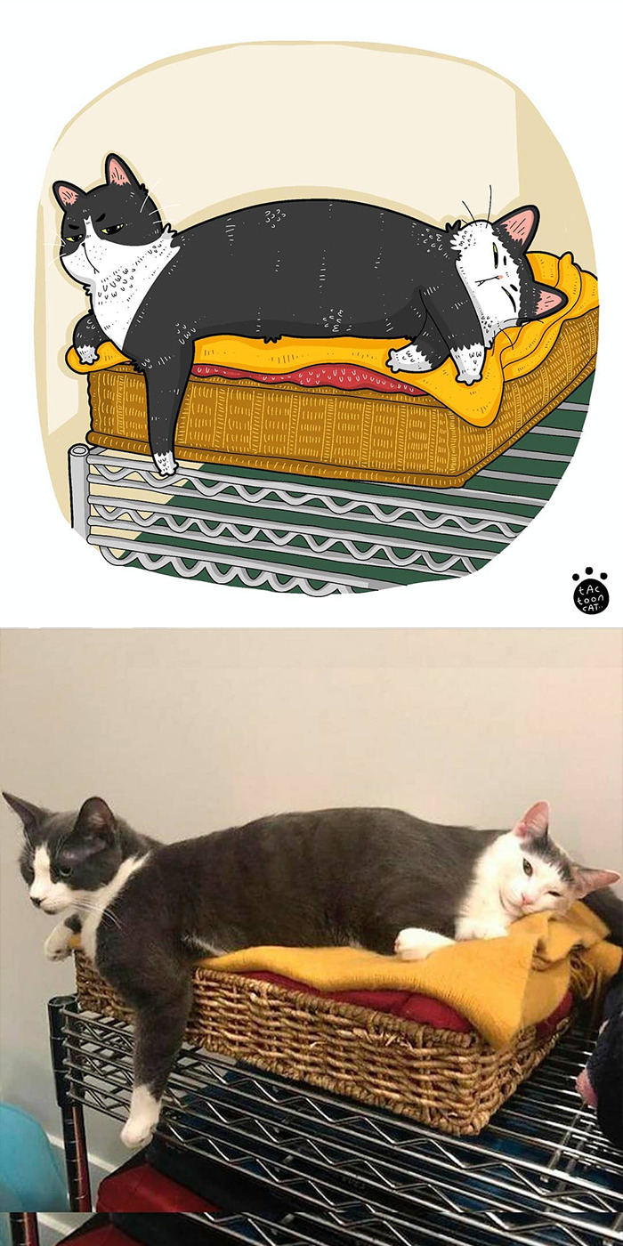 Artist Is Bringing Forgotten Memes Of Cats In The Form Of Cartoons And This Is So Purrfect