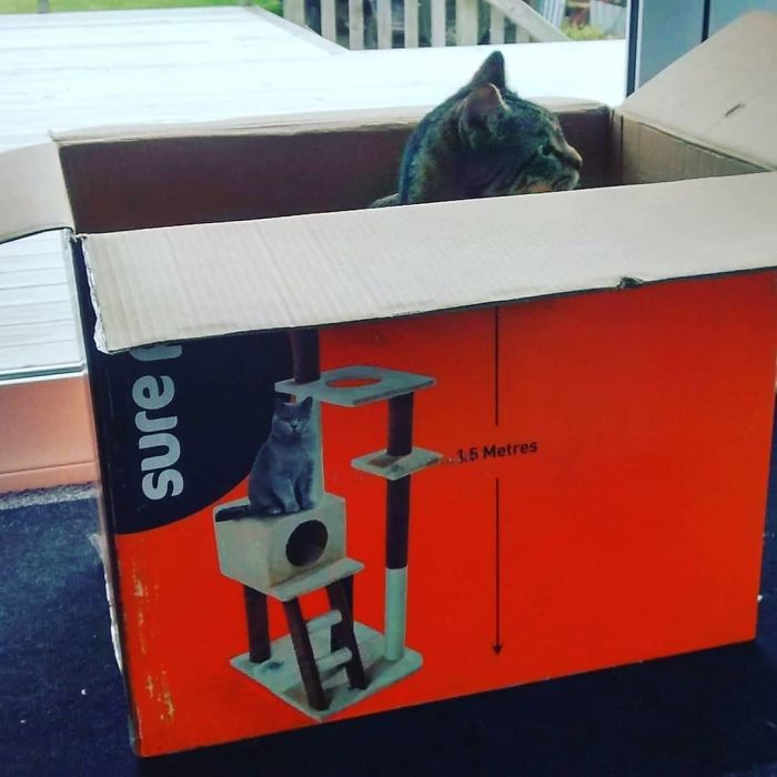 Hey, Remember That Time You Brought Me A Fancy Cat Tower And Spent Ages Assembling It? And I Was Totally More Excited About The Box It Came In?