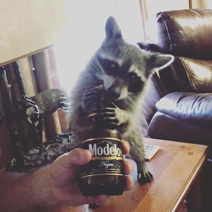 "What’s This?" - Party Animal