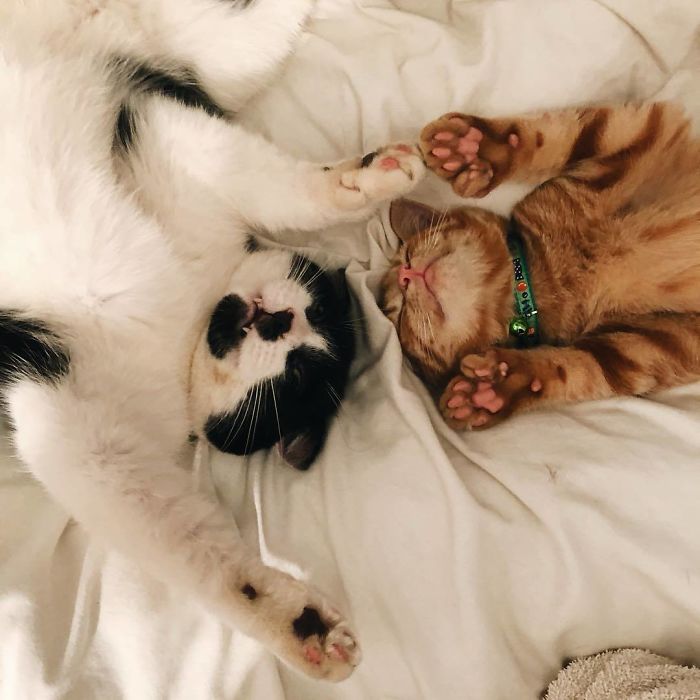 Saturday Mornings With Brother Calzone