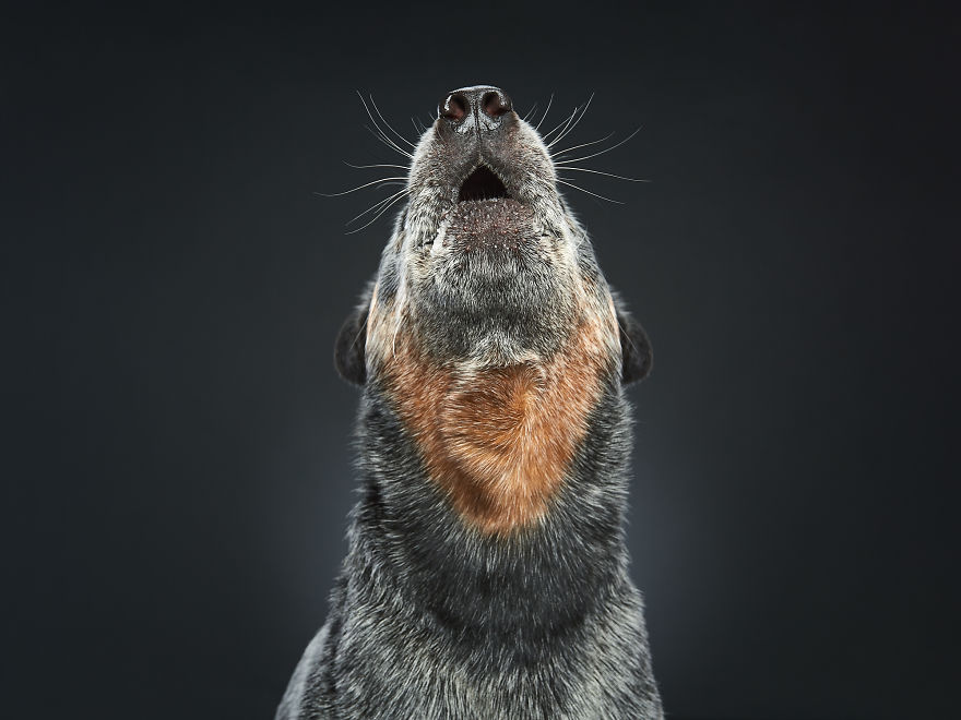 What If Dogs Had Their Own Oscar? Choose Your Favourite Nominee. What If Dogs Had Their Own Oscar? Choose Your Favourite Nominee.