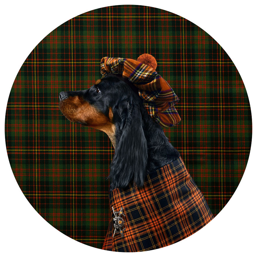 What If Dogs Had Their Own Oscar? Choose Your Favourite Nominee.