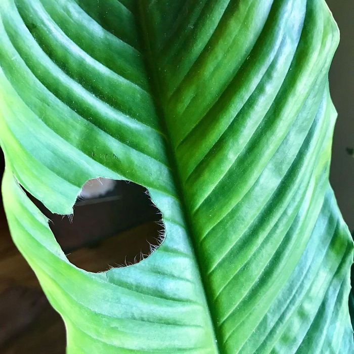 Note To Self: Be More Careful When Using The Vacuum Hose