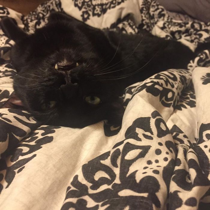 Unflattering-Cat-Photo-Challenge