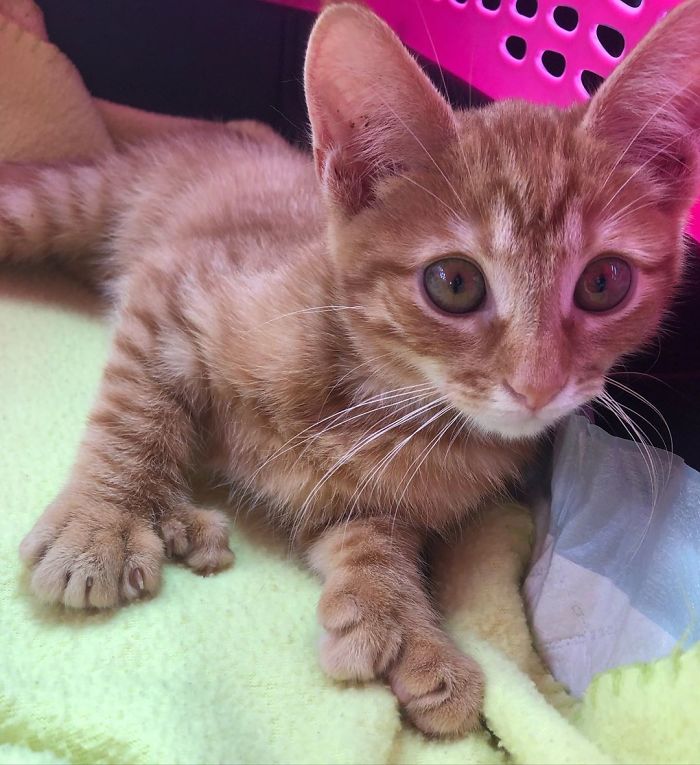 Remi On His Way To His New Home