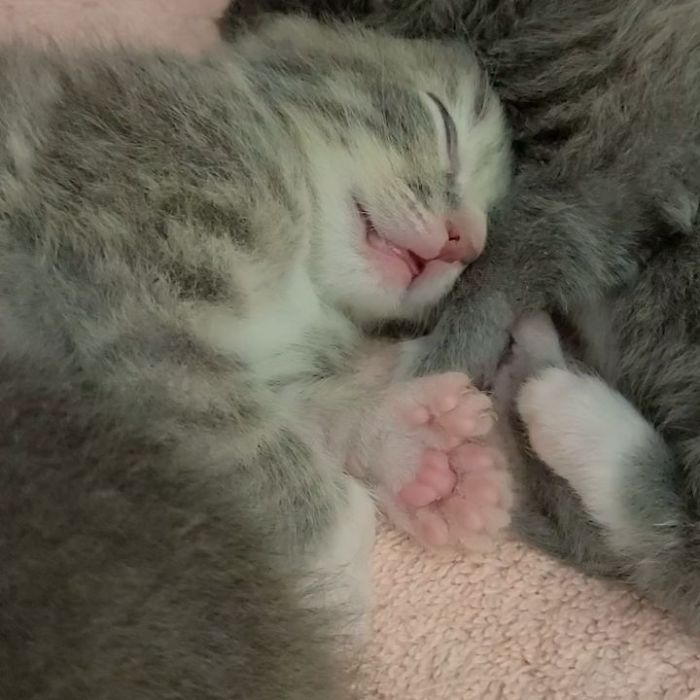 Meet Pieds (French For Feet). This Handsome, Sweet Boy Has 7 Toes On Each Front Paw And 6 On Each Back