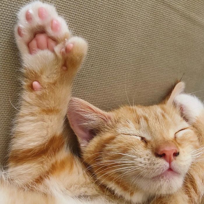 I Was Able To Get A Good Shot Of Her Little Paws With The Extra Toes