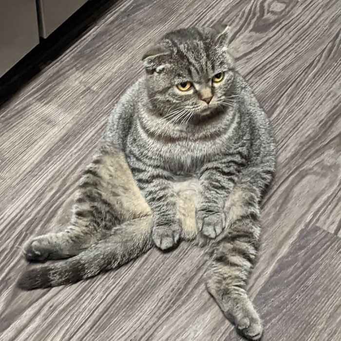 Unflattering-Cat-Photo-Challenge