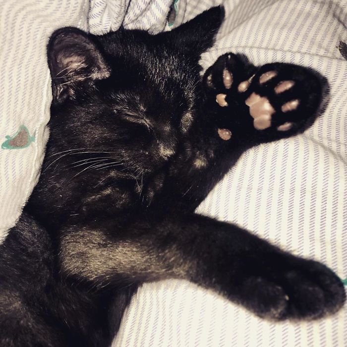 Just Look At That Paw