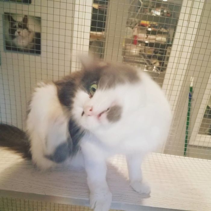 Unflattering-Cat-Photo-Challenge