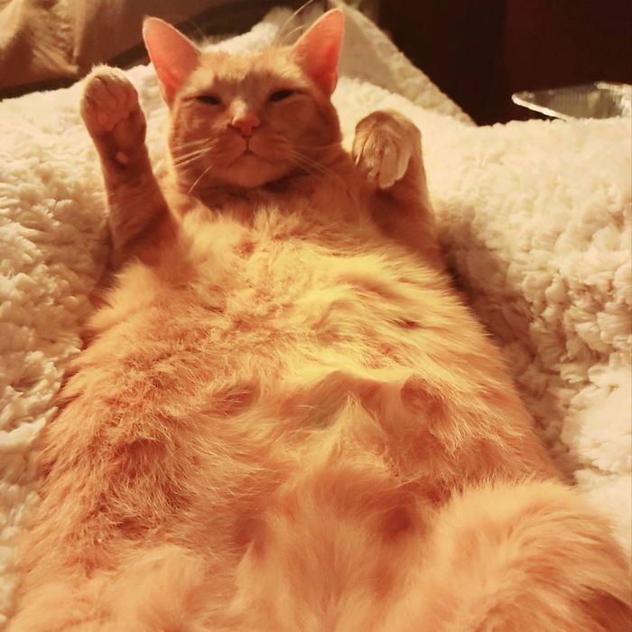 Unflattering-Cat-Photo-Challenge