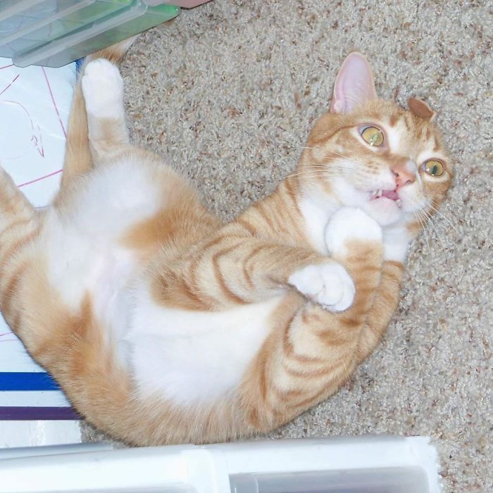 Unflattering-Cat-Photo-Challenge