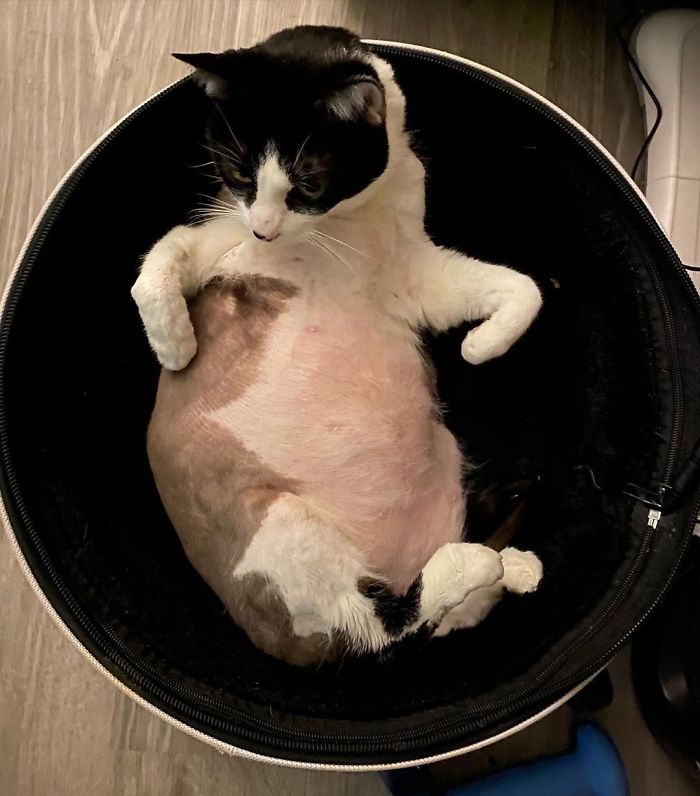 Unflattering-Cat-Photo-Challenge