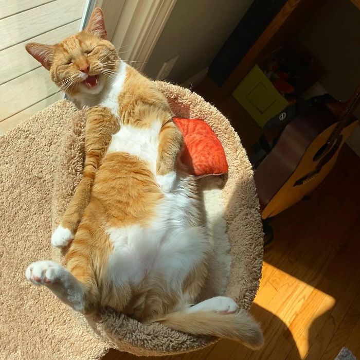 Unflattering-Cat-Photo-Challenge