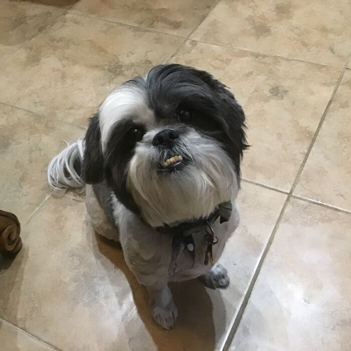 This Is Cooper He Loves To Stare At You. No Matter What You're Doing He Will Sit Down A Stare