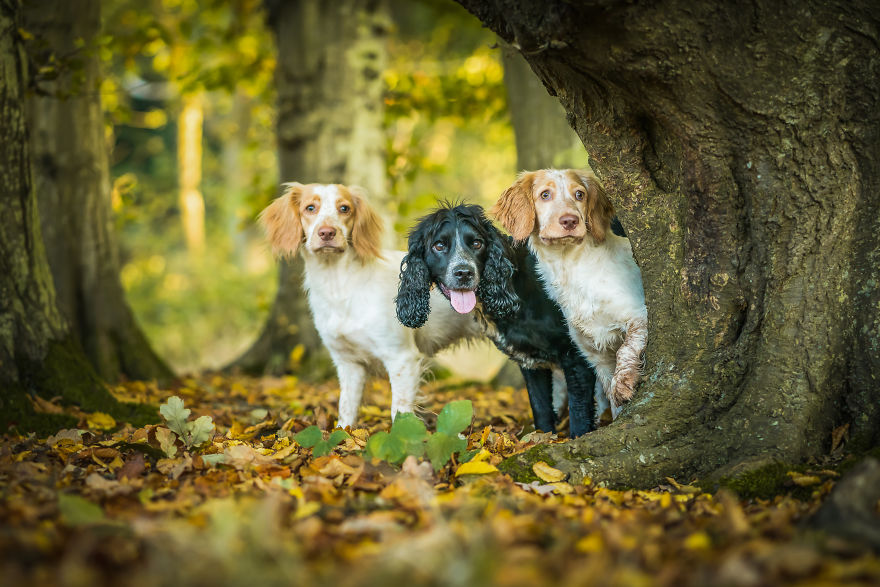 Fizz, Lexie And Tilda