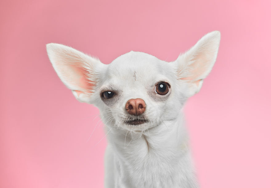 What If Dogs Had Their Own Oscar? Choose Your Favourite Nominee.