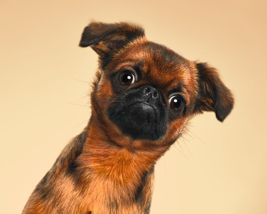 What If Dogs Had Their Own Oscar? Choose Your Favourite Nominee.