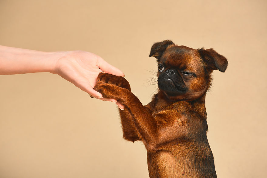 What If Dogs Had Their Own Oscar? Choose Your Favourite Nominee. What If Dogs Had Their Own Oscar? Choose Your Favourite Nominee.